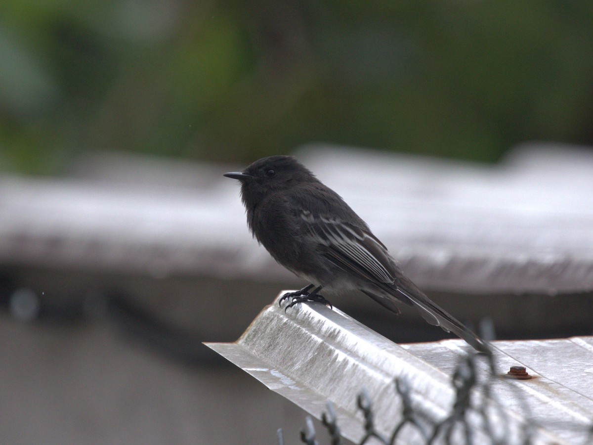 Black Phoebe (White-winged) - ML620803914