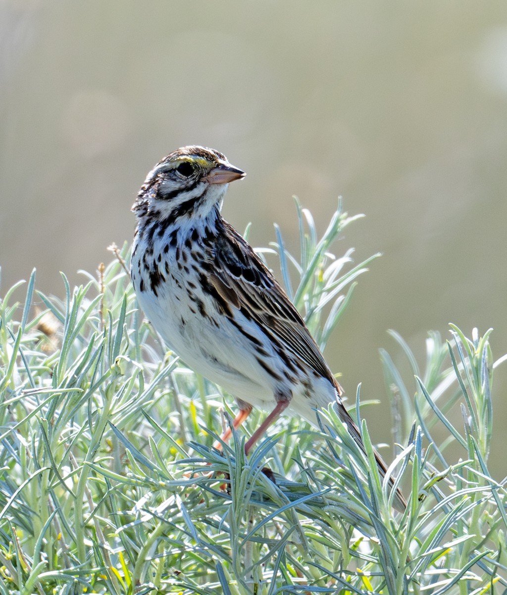 Savannah Sparrow - Greg Courtney