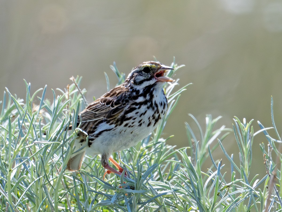 Bruant des prés - ML620803921