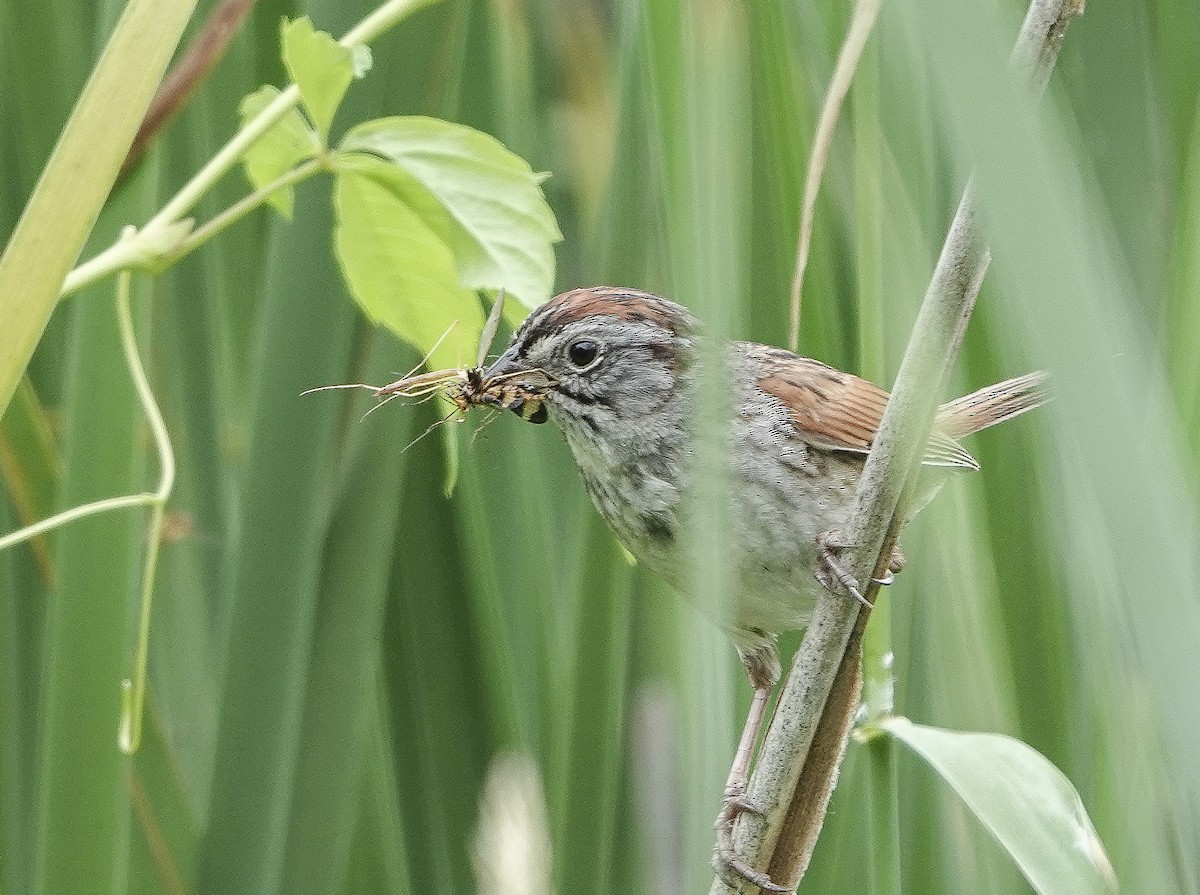 Swamp Sparrow - ML620803932