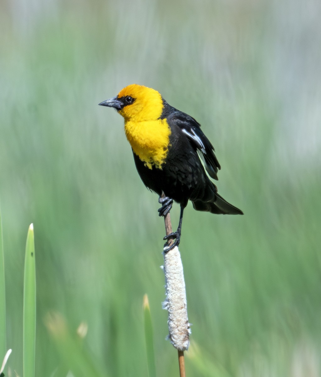 Yellow-headed Blackbird - ML620803934