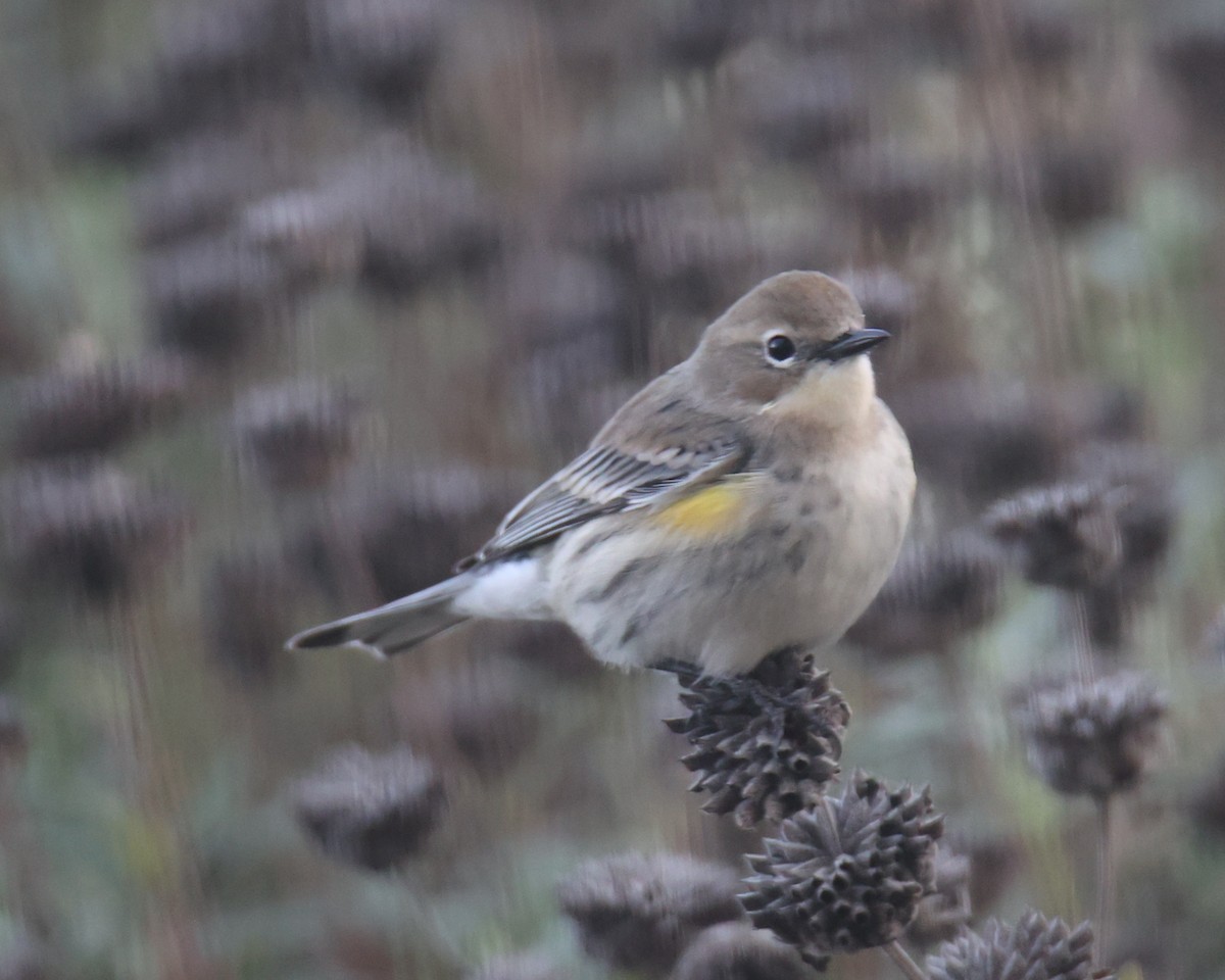 Yellow-rumped Warbler - Linda Dalton