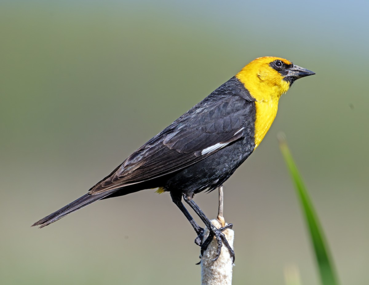 Yellow-headed Blackbird - ML620803939