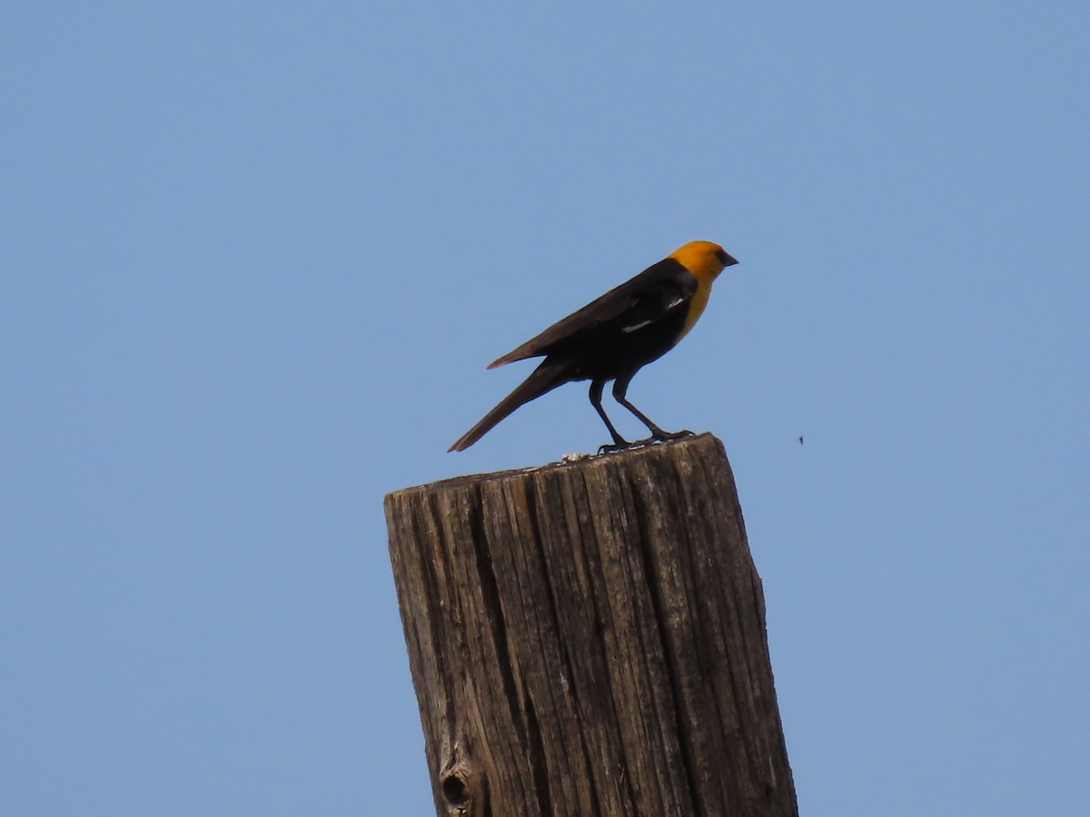 Yellow-headed Blackbird - ML620803940