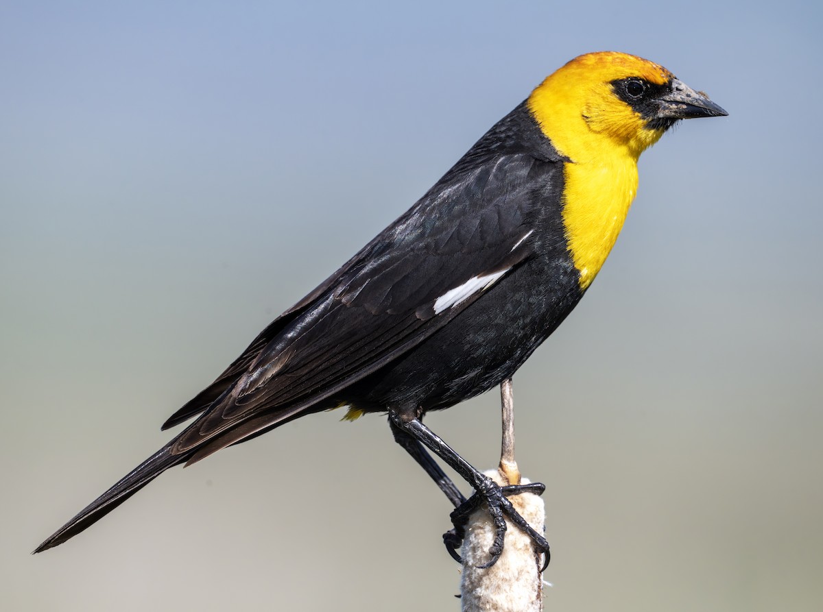 Yellow-headed Blackbird - ML620803941