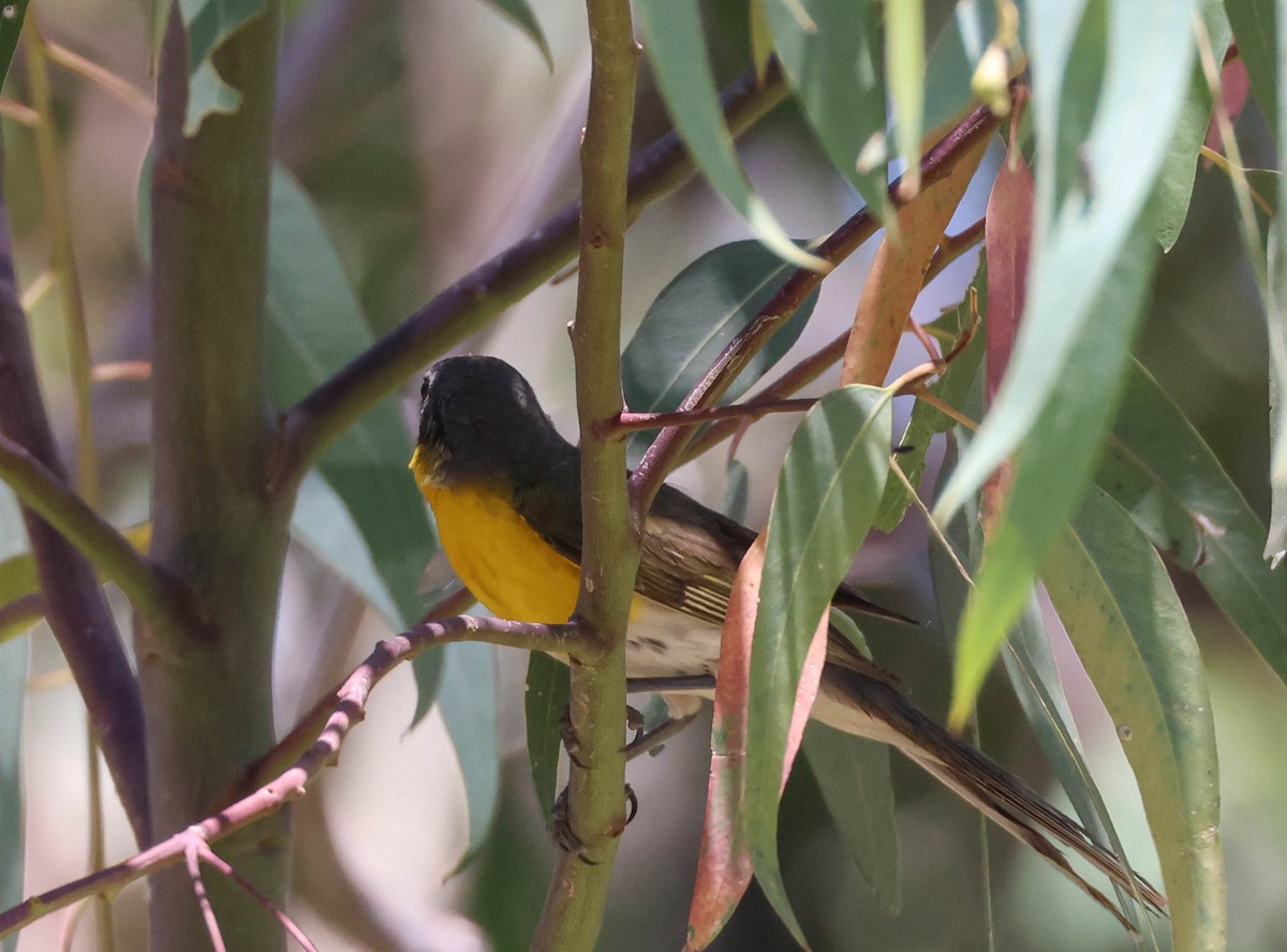 Yellow-breasted Chat - ML620803942