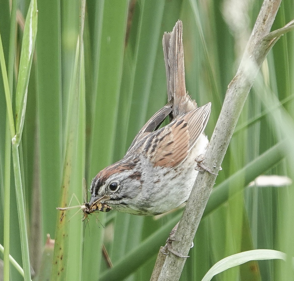 Swamp Sparrow - ML620803943