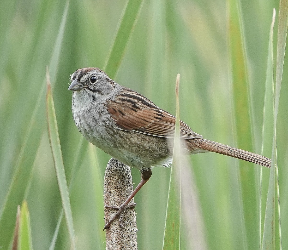 Swamp Sparrow - ML620803948