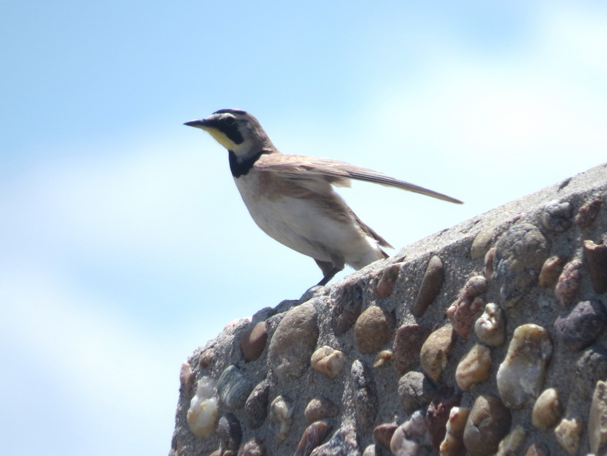 Horned Lark - "Chia" Cory Chiappone ⚡️