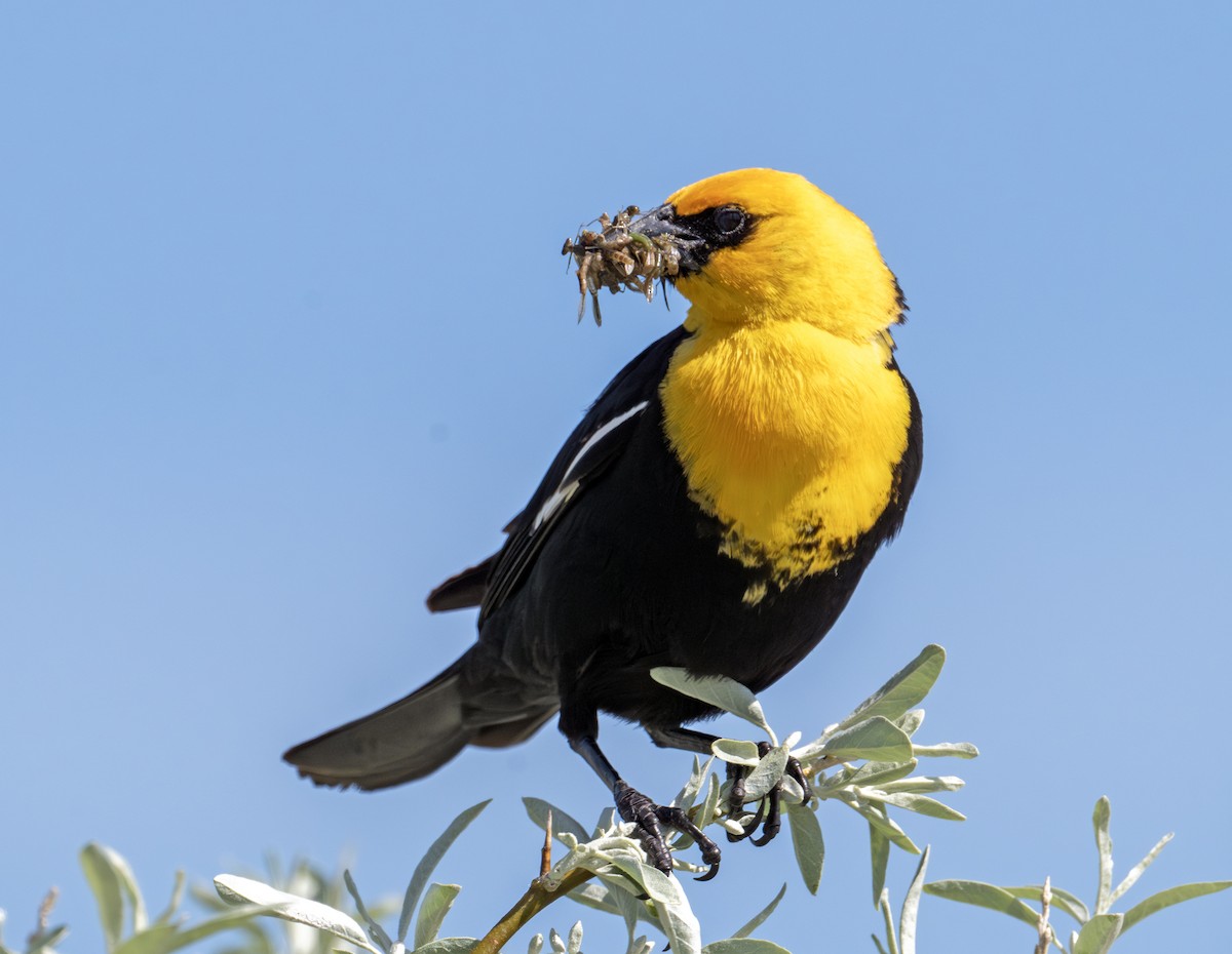 Yellow-headed Blackbird - ML620803951