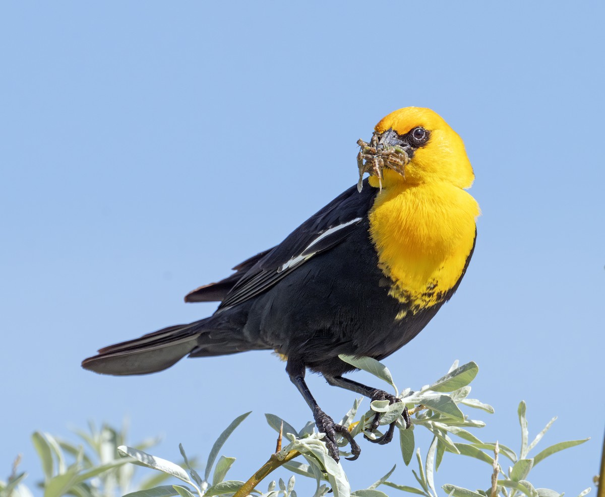 Yellow-headed Blackbird - ML620803952