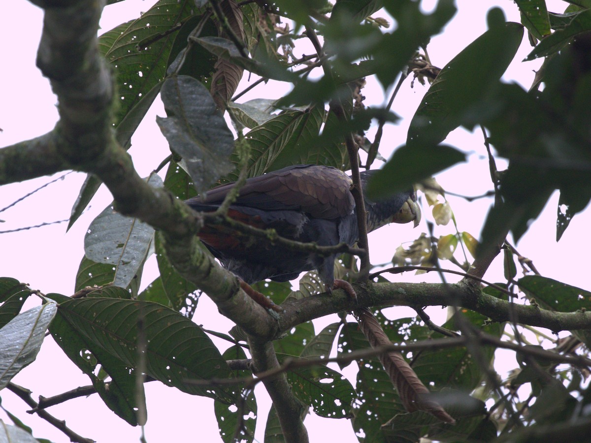 Bronze-winged Parrot - ML620803953