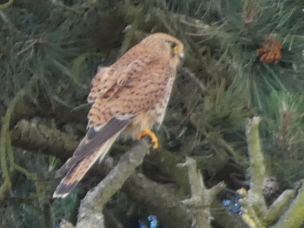 Eurasian Kestrel - ML620803955