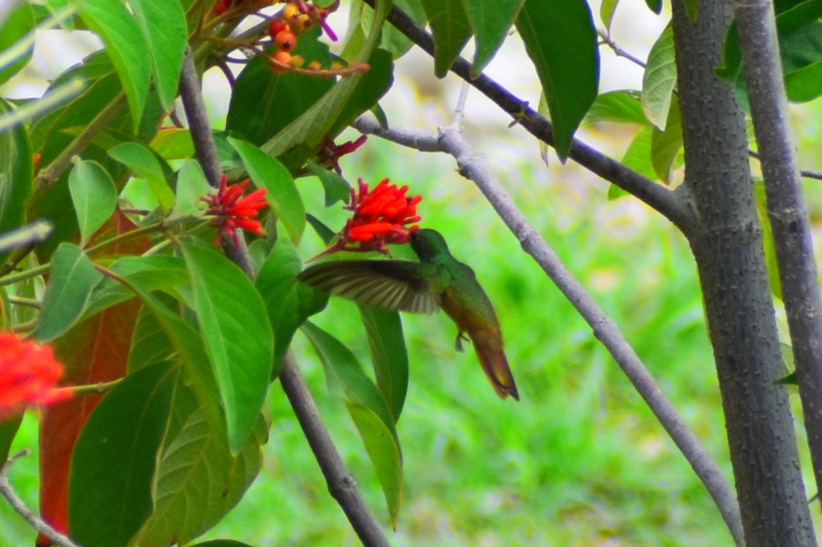 Buff-bellied Hummingbird - CEMEX Valles