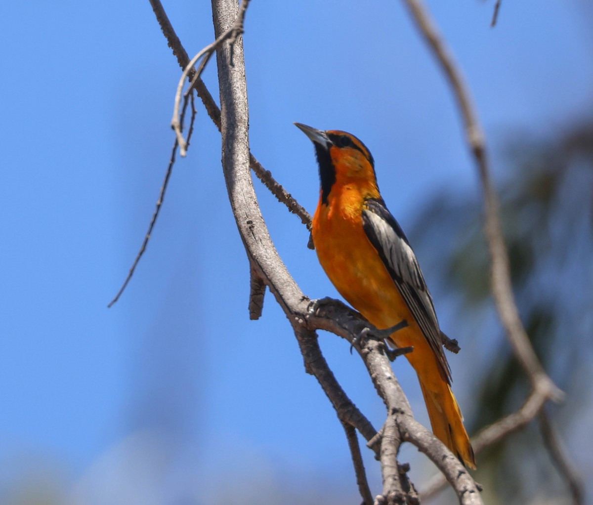 Bullock's Oriole - ML620803959