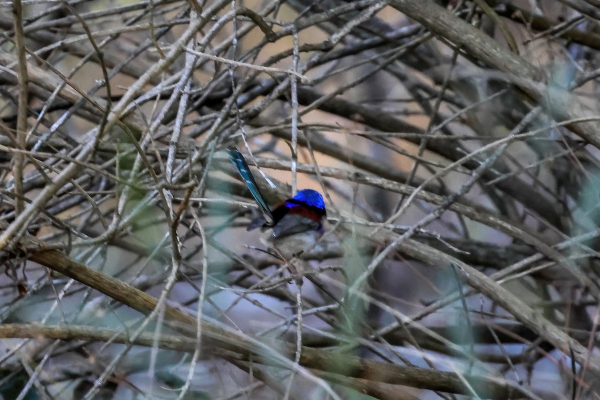 Variegated Fairywren - ML620803960