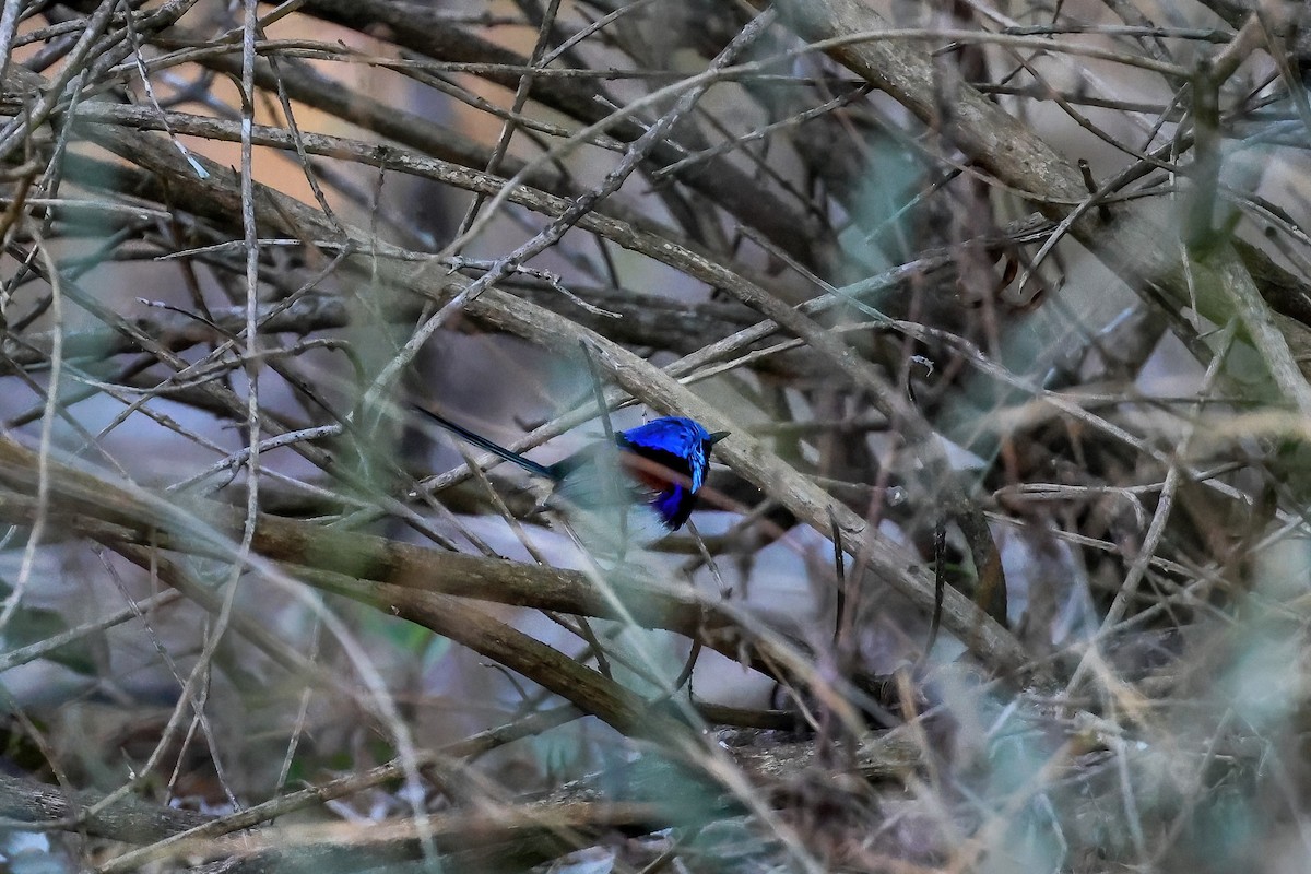 Variegated Fairywren - ML620803961