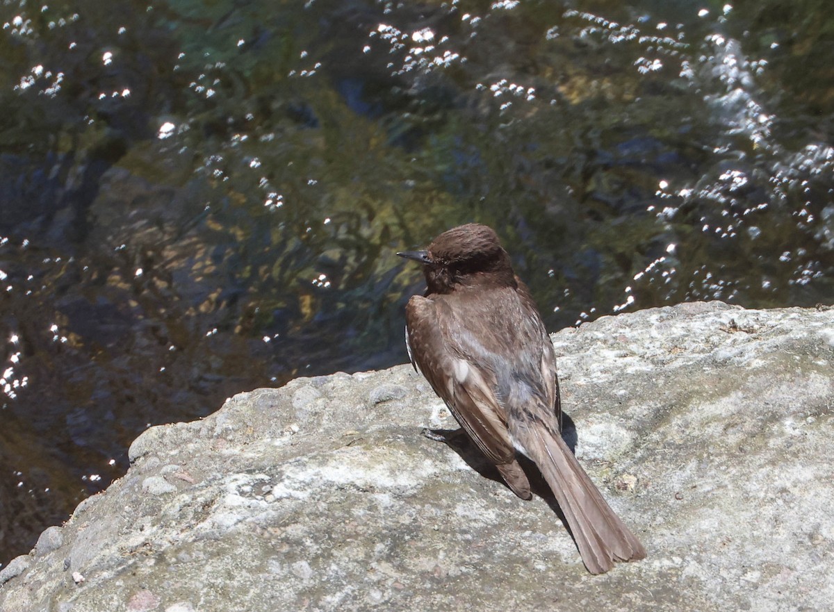 Black Phoebe - ML620803967