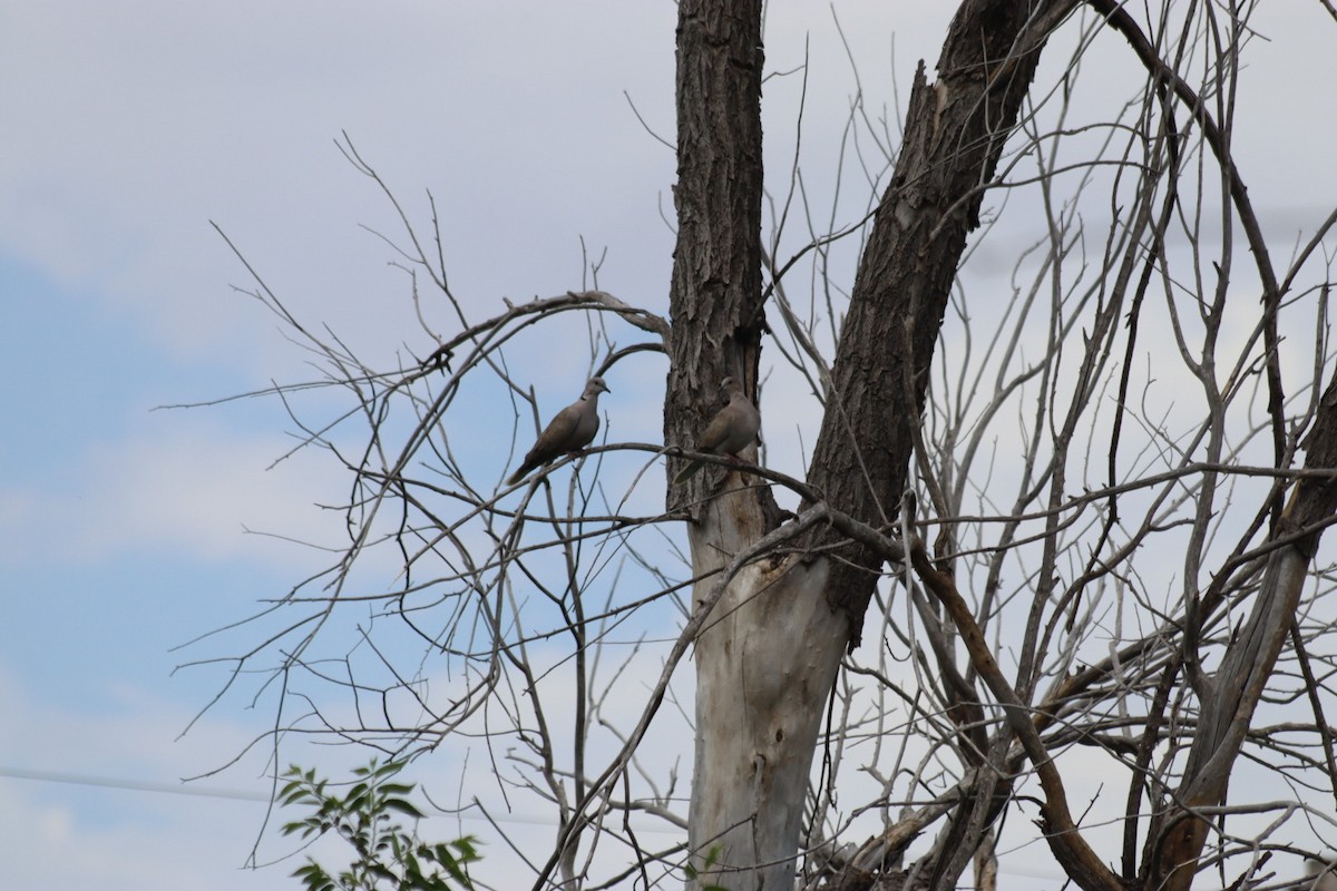 Eurasian Collared-Dove - ML620803968