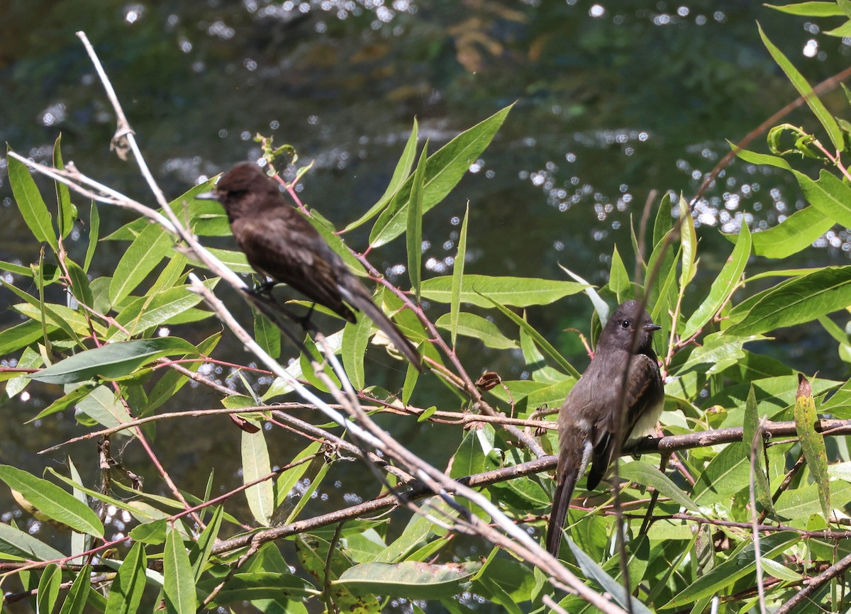 Black Phoebe - ML620803969