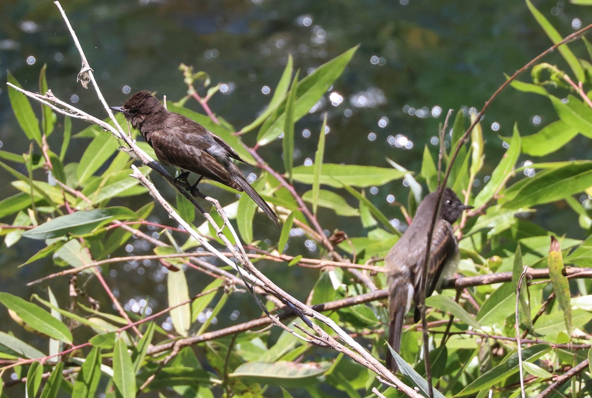 Black Phoebe - ML620803970