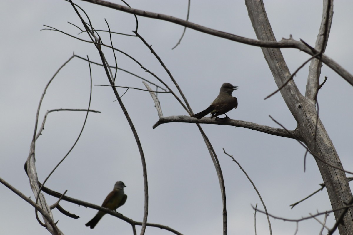 Western Kingbird - ML620803974