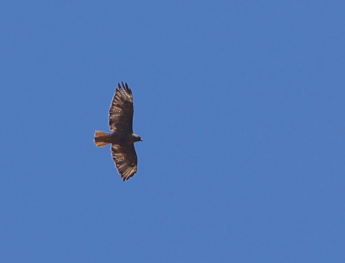 Red-tailed Hawk - ML620803976