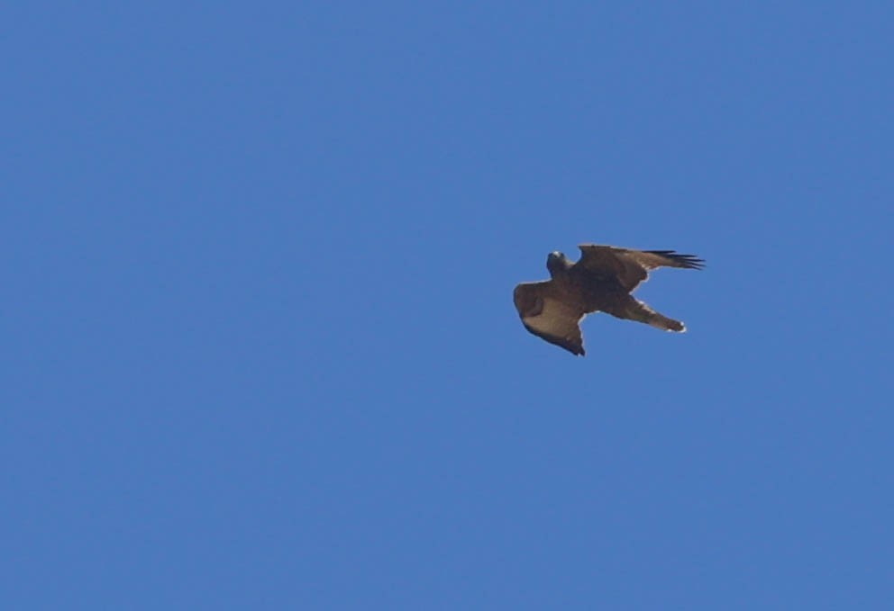 Red-tailed Hawk - ML620803977