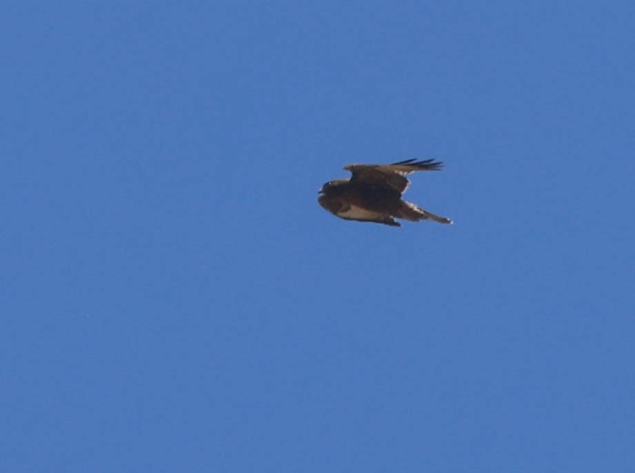 Red-tailed Hawk - ML620803979