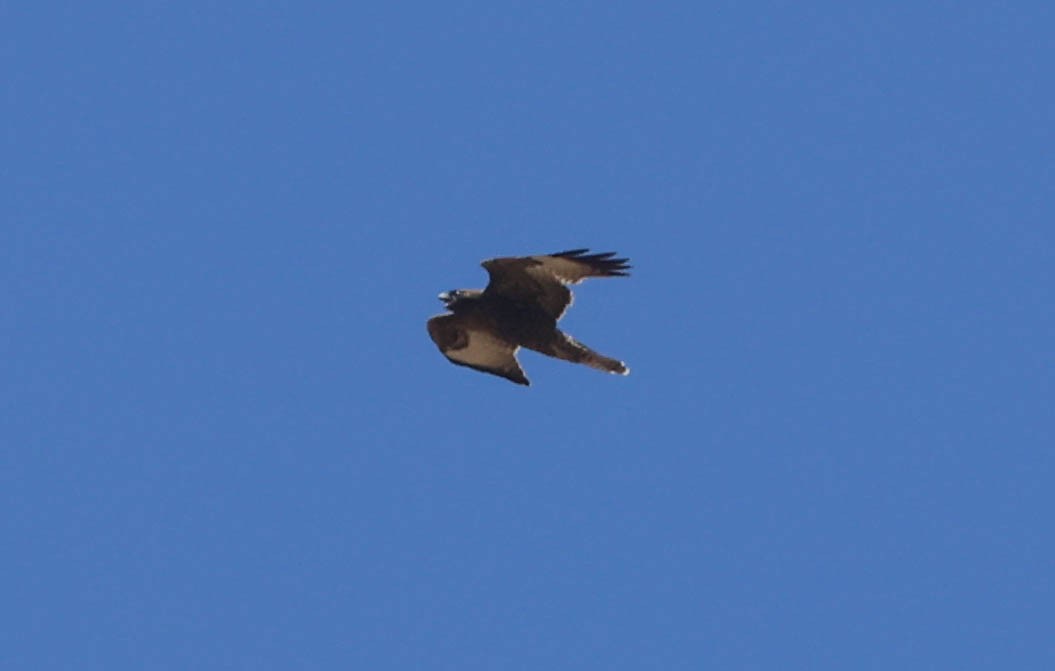 Red-tailed Hawk - Tracy Drake