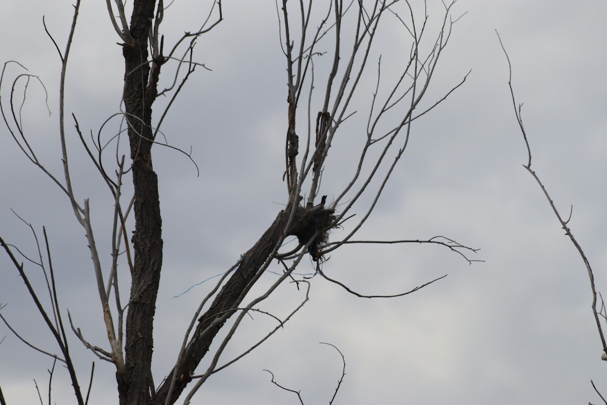 Western Kingbird - ML620803981