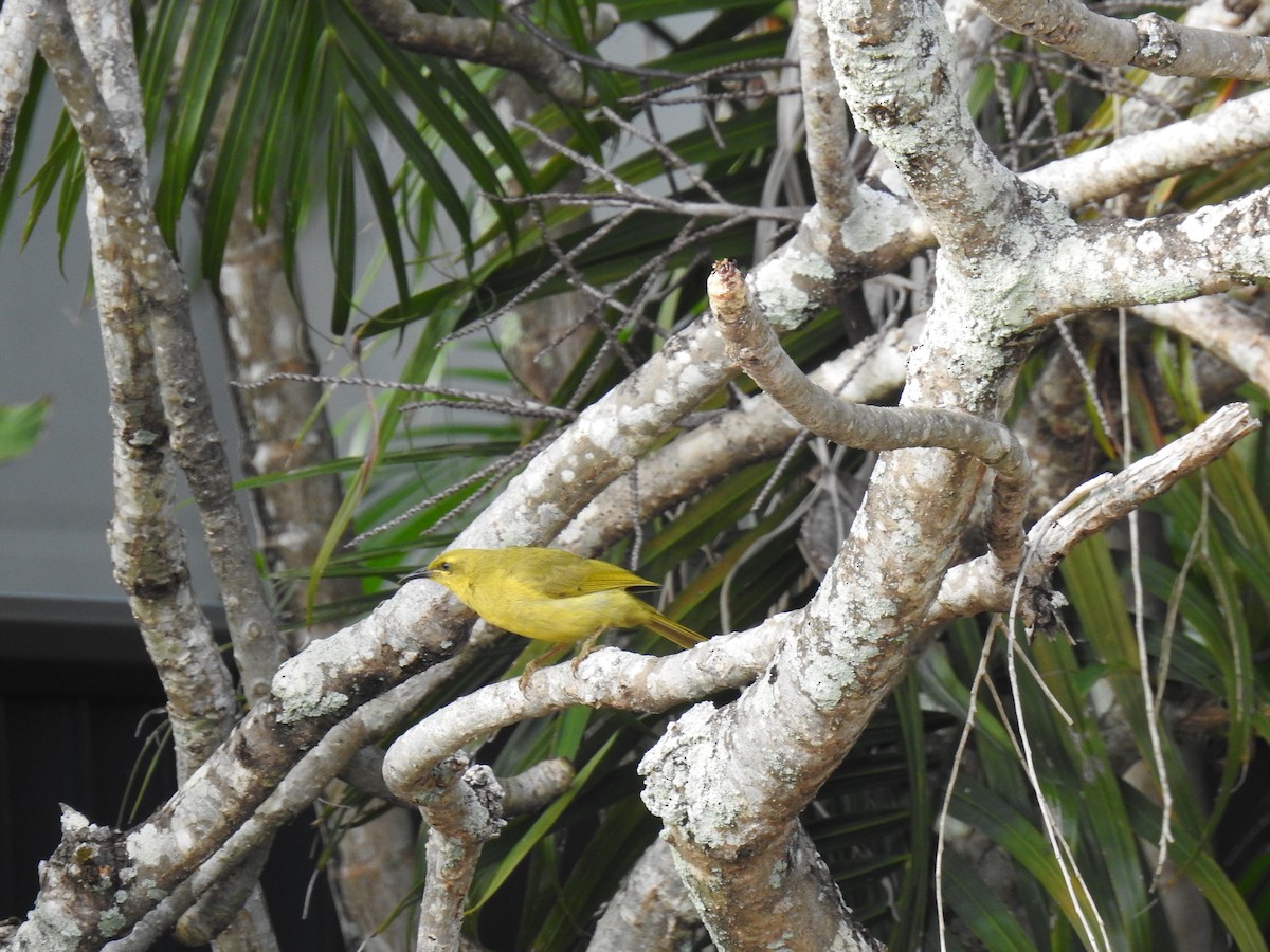 Yellow Honeyeater - ML620803982