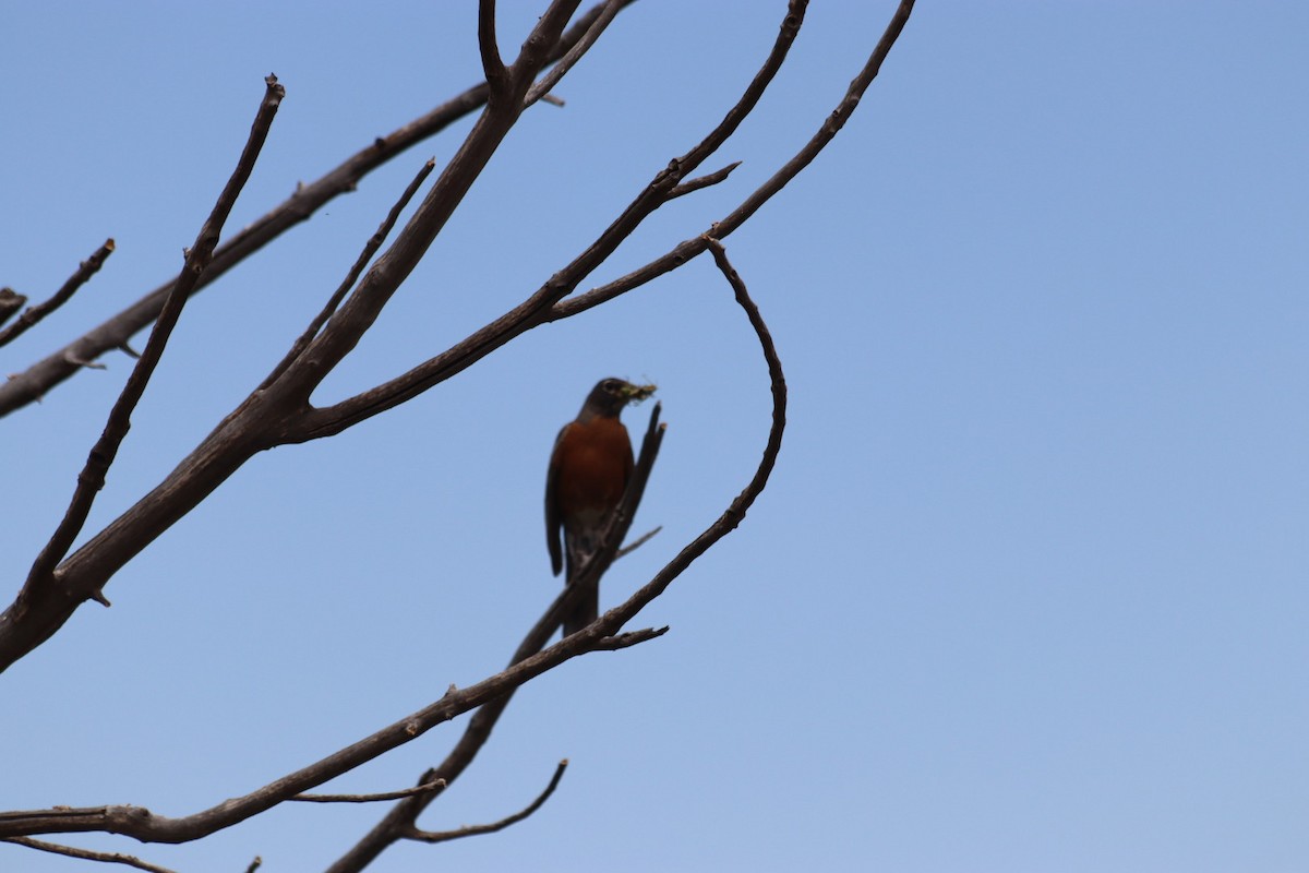 American Robin - ML620803984