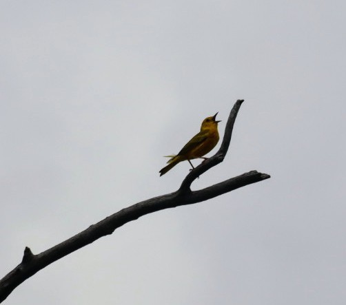 Yellow Warbler - Justyn Foth