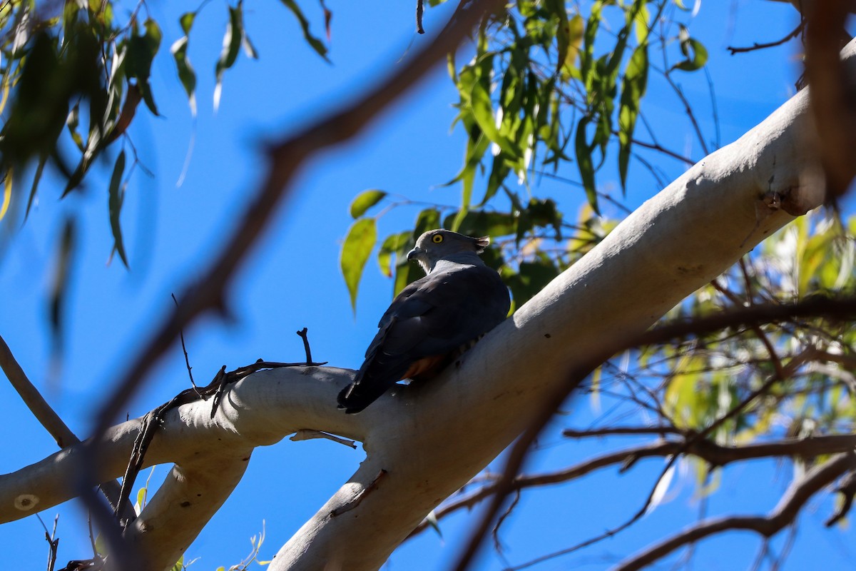 Pacific Baza - ML620803996