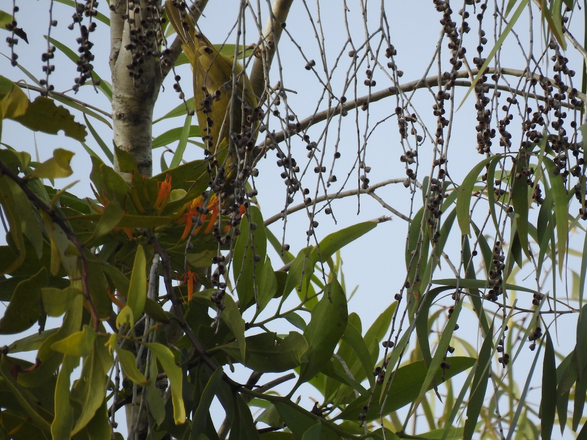 Yellow Honeyeater - ML620803997