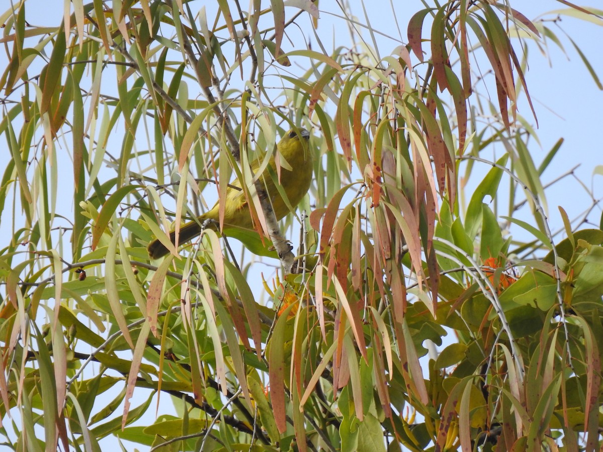 Yellow Honeyeater - ML620804001