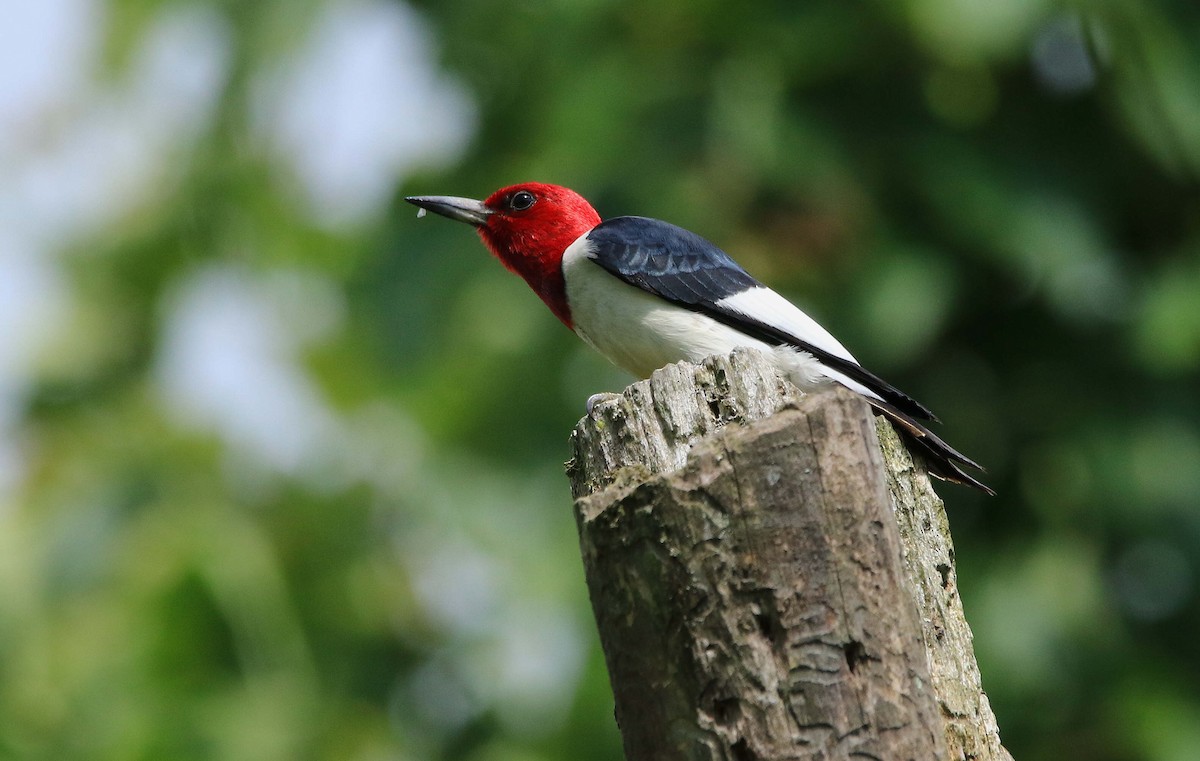 Red-headed Woodpecker - ML620804012