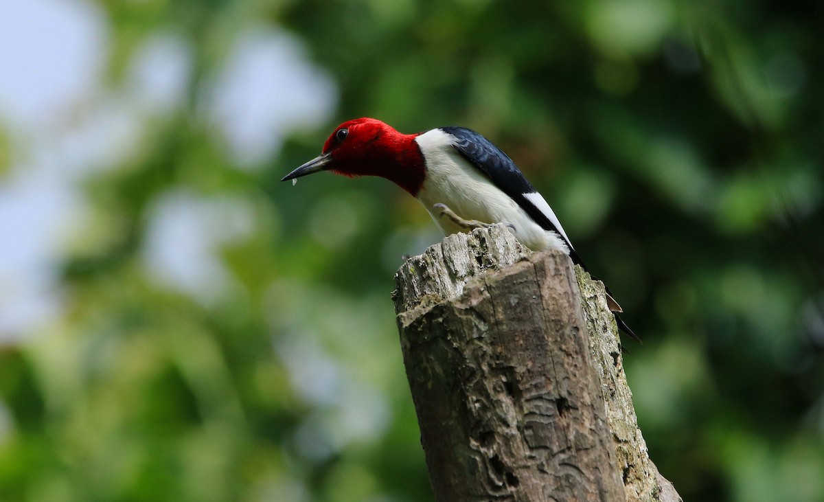 Red-headed Woodpecker - ML620804013