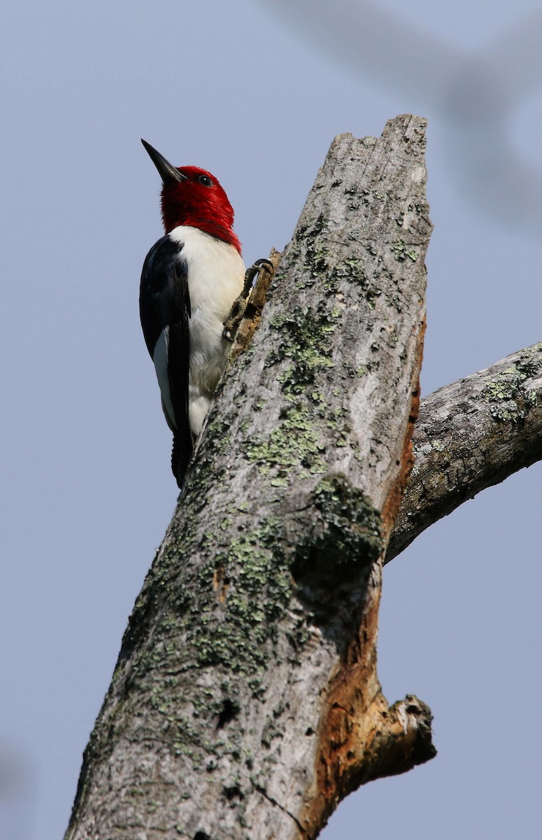 Red-headed Woodpecker - ML620804014