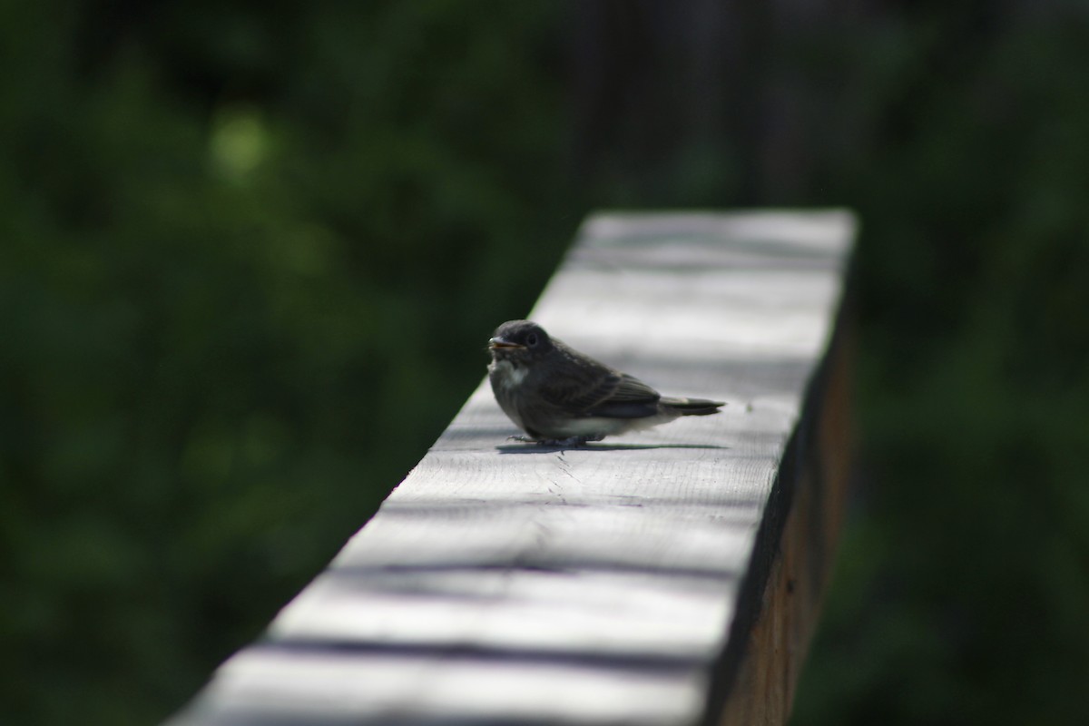 Eastern Phoebe - ML620804015