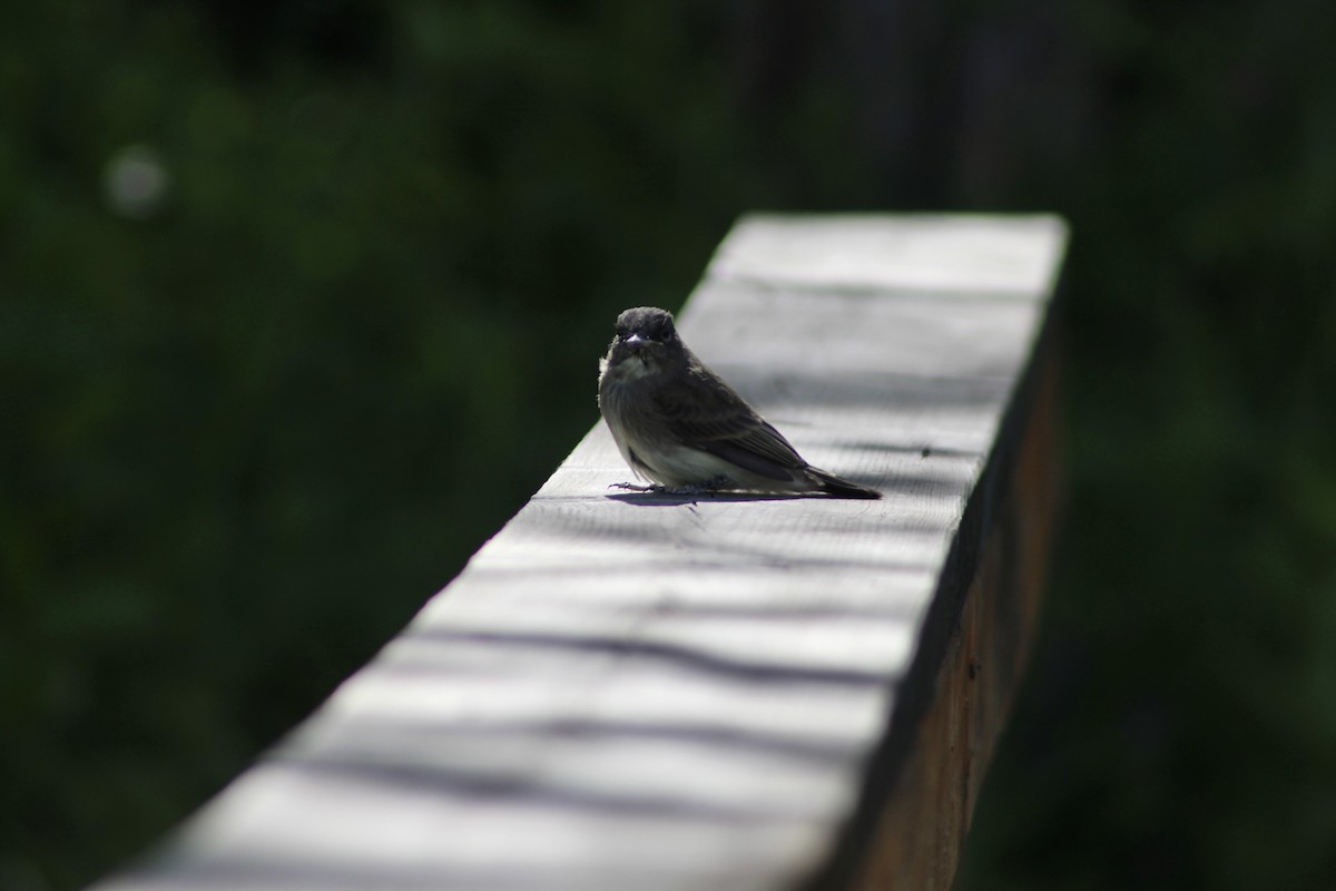 Eastern Phoebe - ML620804016