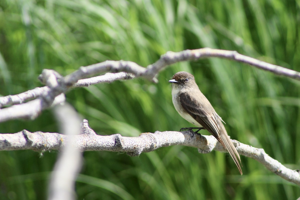 Eastern Phoebe - ML620804017