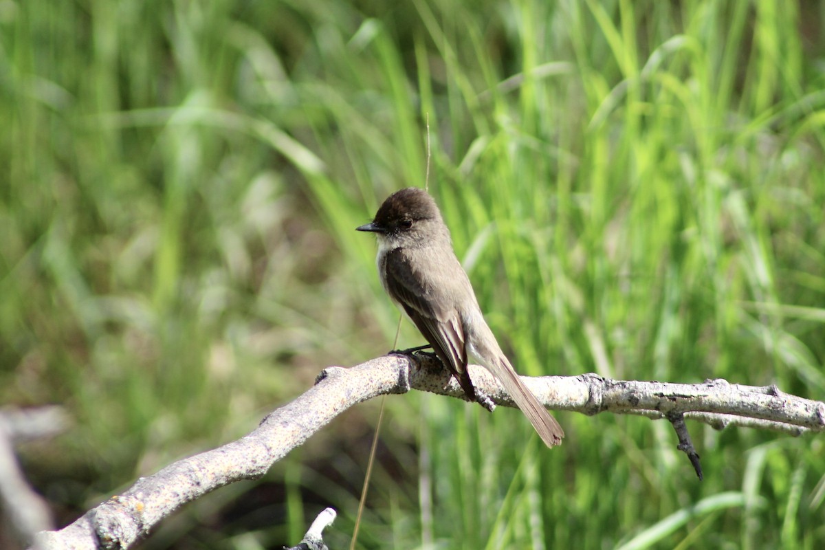 Eastern Phoebe - Anne R.