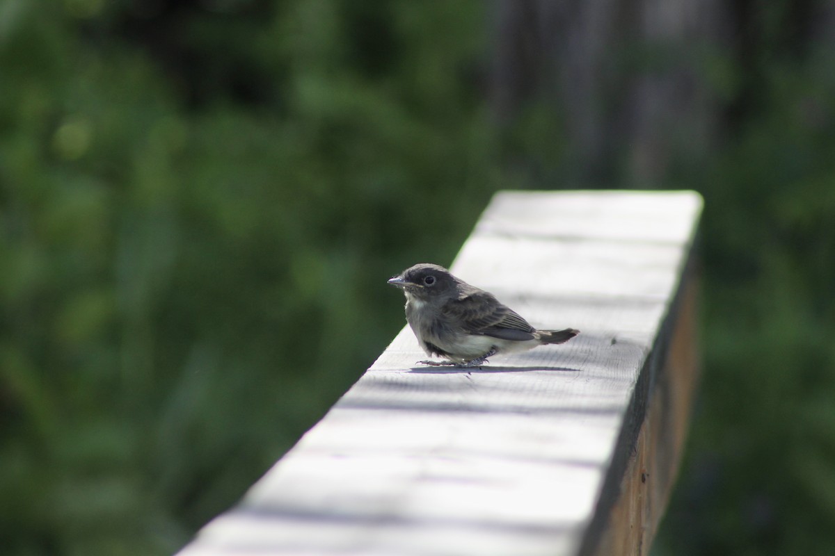 Eastern Phoebe - ML620804023