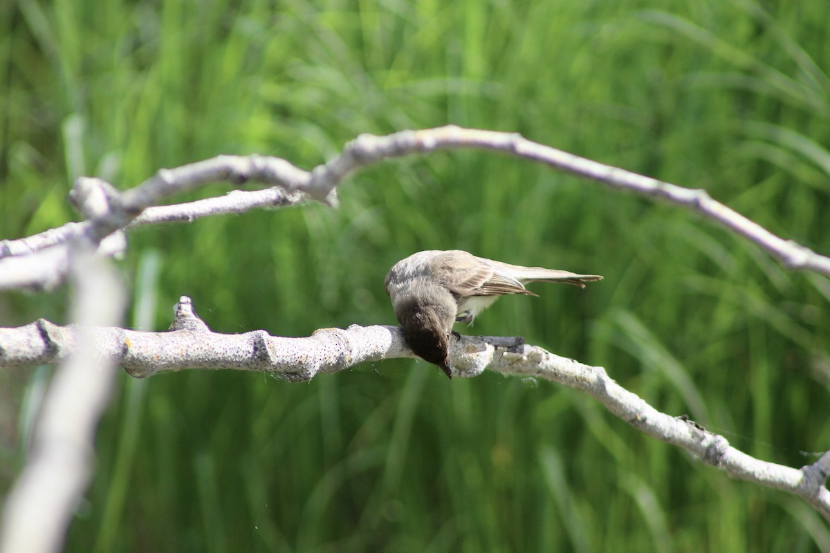 Eastern Phoebe - ML620804024