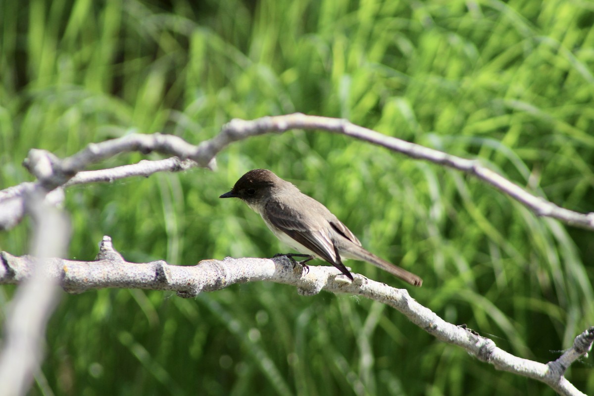 Eastern Phoebe - ML620804025