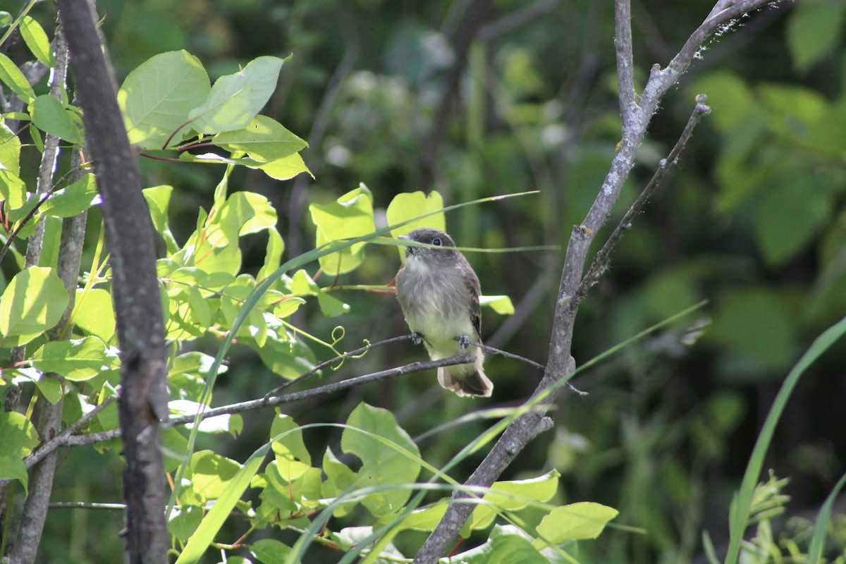 Eastern Phoebe - ML620804026