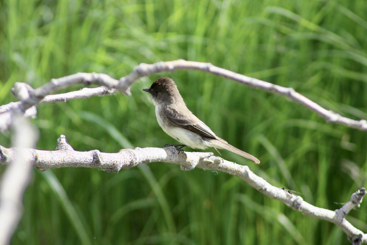 Eastern Phoebe - ML620804027