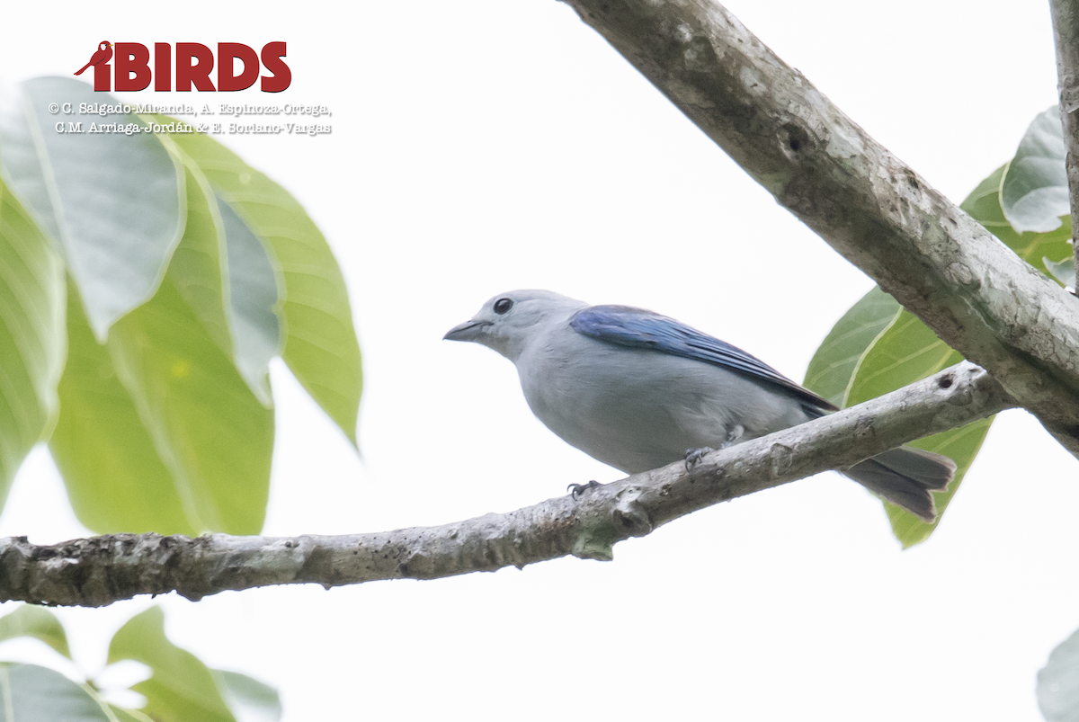 Blue-gray Tanager - ML620804028